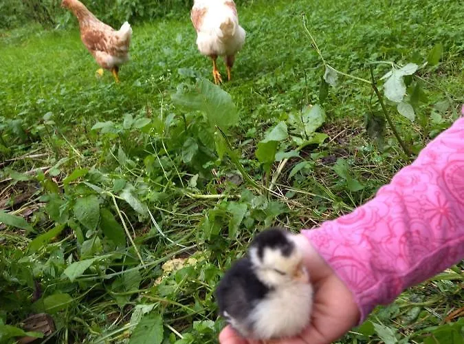 Casa Azores Zen Holiday home *